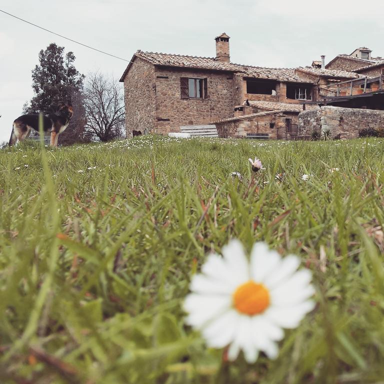 Agriturismo Il Cocco Montalcino Kültér fotó
