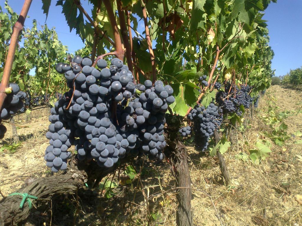 Agriturismo Il Cocco Montalcino Kültér fotó